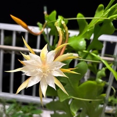 クジャクサボテン（ダラピー）の画像