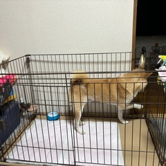 犬のゲージ！
の画像