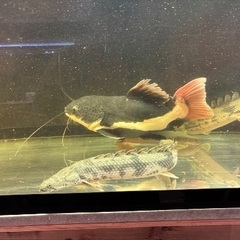 レッドテールキャット　ショートタイプの画像