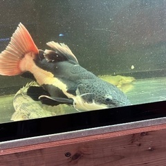 レッドテールキャット　ショートタイプの画像