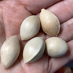 無農薬ギンナン　500グラム強　ぎんなん　銀杏　organic Ginkgo seeds 500g+の画像
