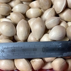 無農薬ギンナン　500グラム強　ぎんなん　銀杏　organic Ginkgo seeds 500g+の画像