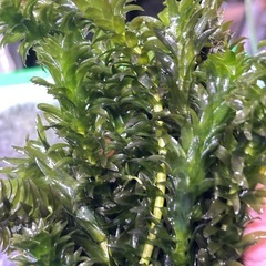 水草、アナカリス、金魚藻、20本の画像