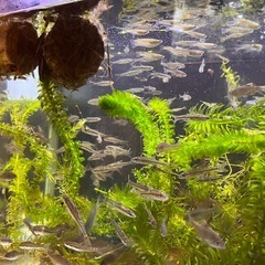 水草、アナカリス、金魚藻、20本の画像