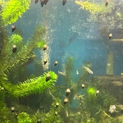 水草、アナカリス、金魚藻、20本の画像