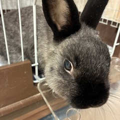 雑種 黒ウサギ 男の子 8歳8ヶ月