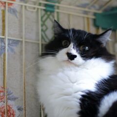 マロ♂　黒白長毛　推定6月生　11月22日㈯島忠ホームズ昭島店様...