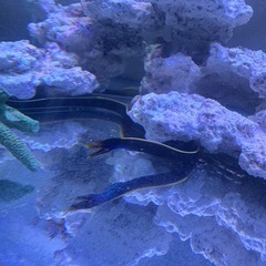 【複数セット】90×45×45水槽・ハナヒゲウツボ・上部濾過・ろ材・水流ポンプ・飾りサンゴ・サンゴ8種・カニ・人工海水・おまけでガラス蓋、サンゴ砂、クーラーボックス※引取り限定(東京)の画像