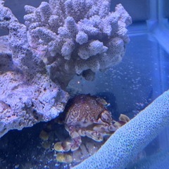 【複数セット】90×45×45水槽・ハナヒゲウツボ・上部濾過・ろ材・水流ポンプ・飾りサンゴ・サンゴ8種・カニ・人工海水・おまけでガラス蓋、サンゴ砂、クーラーボックス※引取り限定(東京)の画像