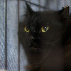 キキ♀　推定2023年生　黒長毛