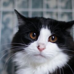 つぶら♂　黒白長毛　推定5月生　　11月23日㈰立川市クレバリー...