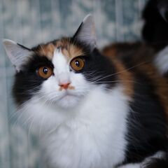 ニコ♀　三毛長毛　　11月23日㈰立川市クレバリーホーム立川店で...