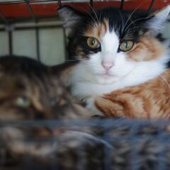 ココ♀　三毛長毛　