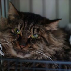 ポム♀　推定1～2歳　キジトラ長毛　