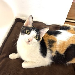 🪻とても懐こくゴロスリミケちゃんです☆*: