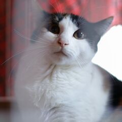 モモ♀　推定5月生　三毛