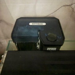 ウーパールーパー！水槽などセット！の画像