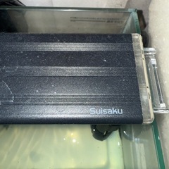 ウーパールーパー！水槽などセット！の画像