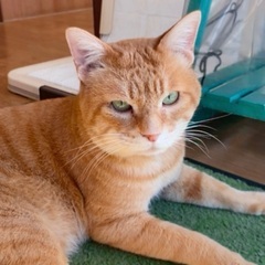 🍏１１月２３日(日)🍏第１回★クレバリーホーム立川店様にて『主催...