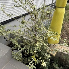 庭木　シルバープリペット 3本の画像