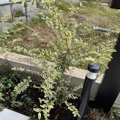 庭木　シルバープリペット 3本の画像