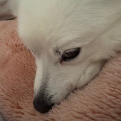 DIO 110  セルのスイッチ不良　交換　希望額お願いし…