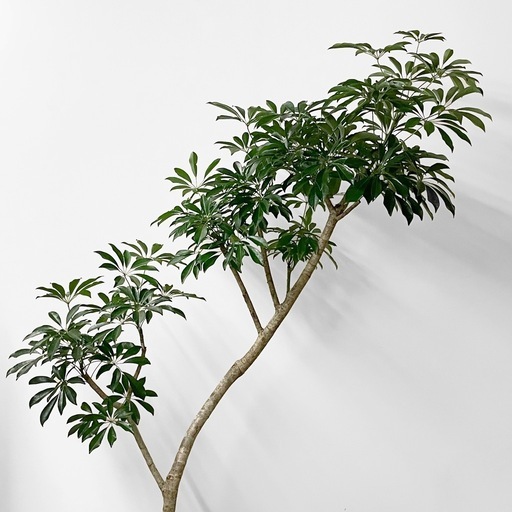 観葉植物 シェフレラ 200cm