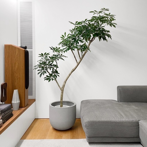 観葉植物 シェフレラ 200cm