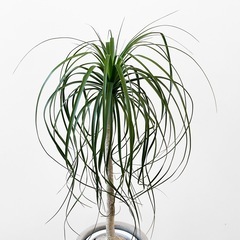 観葉植物 トックリランの画像