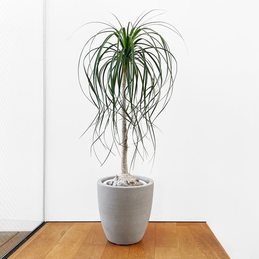 観葉植物 トックリラン