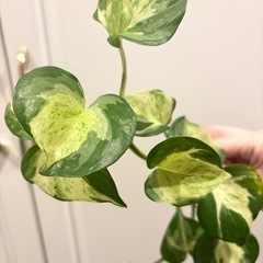 ポトス　1本の画像