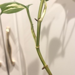 ポトス　1本の画像