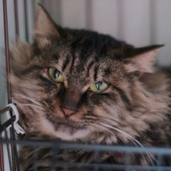 🍏１１月２３日(日)🍏第１回★クレバリーホーム立川店様にて『主催...