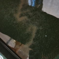 【メダカ】今シーズンラスト‼️めだか色々！無人販売🐟️ミジンコ、ゾウリムシも！の画像