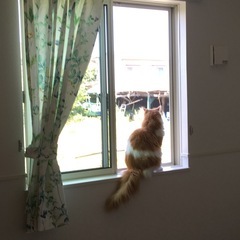 甘えん坊で穏やかな立ち耳スコティッシュフォールド