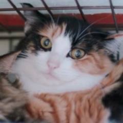 🍏１１月２３日(日)🍏第１回★クレバリーホーム立川店様にて『主催...