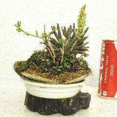 多肉植物の寄せ植えの画像