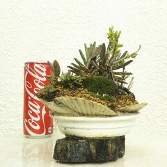 多肉植物の寄せ植えの画像