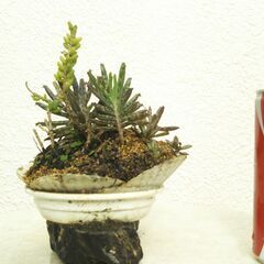 多肉植物の寄せ植えの画像