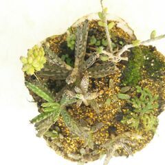 多肉植物の寄せ植えの画像