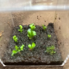 ビカクシダ　リドレイ幼苗セット③の画像