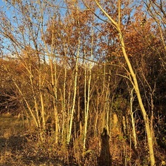 【無料】薪用の樹木（樹木の伐採もお願いします）の画像