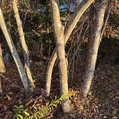 【無料】薪用の樹木（樹木の伐採もお願いします）の画像