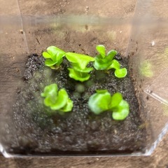 ビカクシダ　リドレイ幼苗セット④の画像