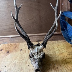 【兵庫県産】鹿角頭蓋骨付の画像