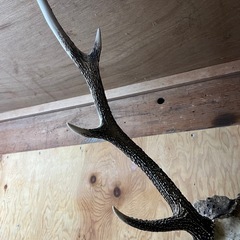 【兵庫県産】鹿角頭蓋骨付の画像