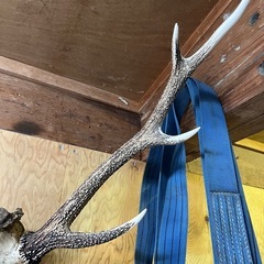 【兵庫県産】鹿角頭蓋骨付の画像