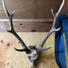 【兵庫県産】鹿角頭蓋骨付の画像