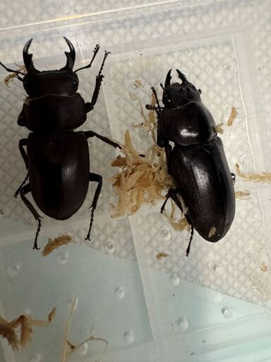 ヤエヤマコクワガタ　ペア　別系統