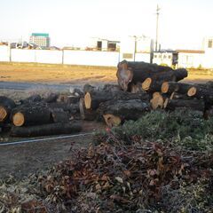 日時限定:大量入荷11/19(詳細本文記載) 桜 / 広葉樹 ・積めるだけどうぞ!の画像